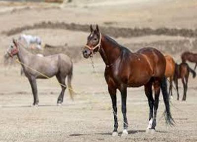 خراسان شمالی اصلی ترین ذخیره گاه ژنتیک اسب اصیل ترکمن در ایران و دنیا