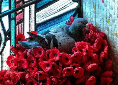 ماجرای جالب یک کبوتر در بنای یادبود جنگ استرالیا ، تصاویر