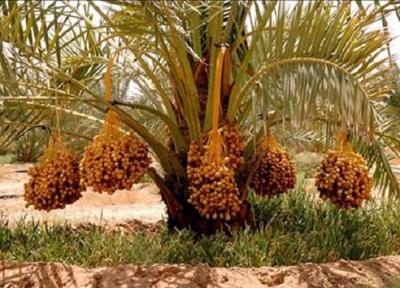 خرما منبعی غنی از ویتامین ها و مواد معدنی مختلف