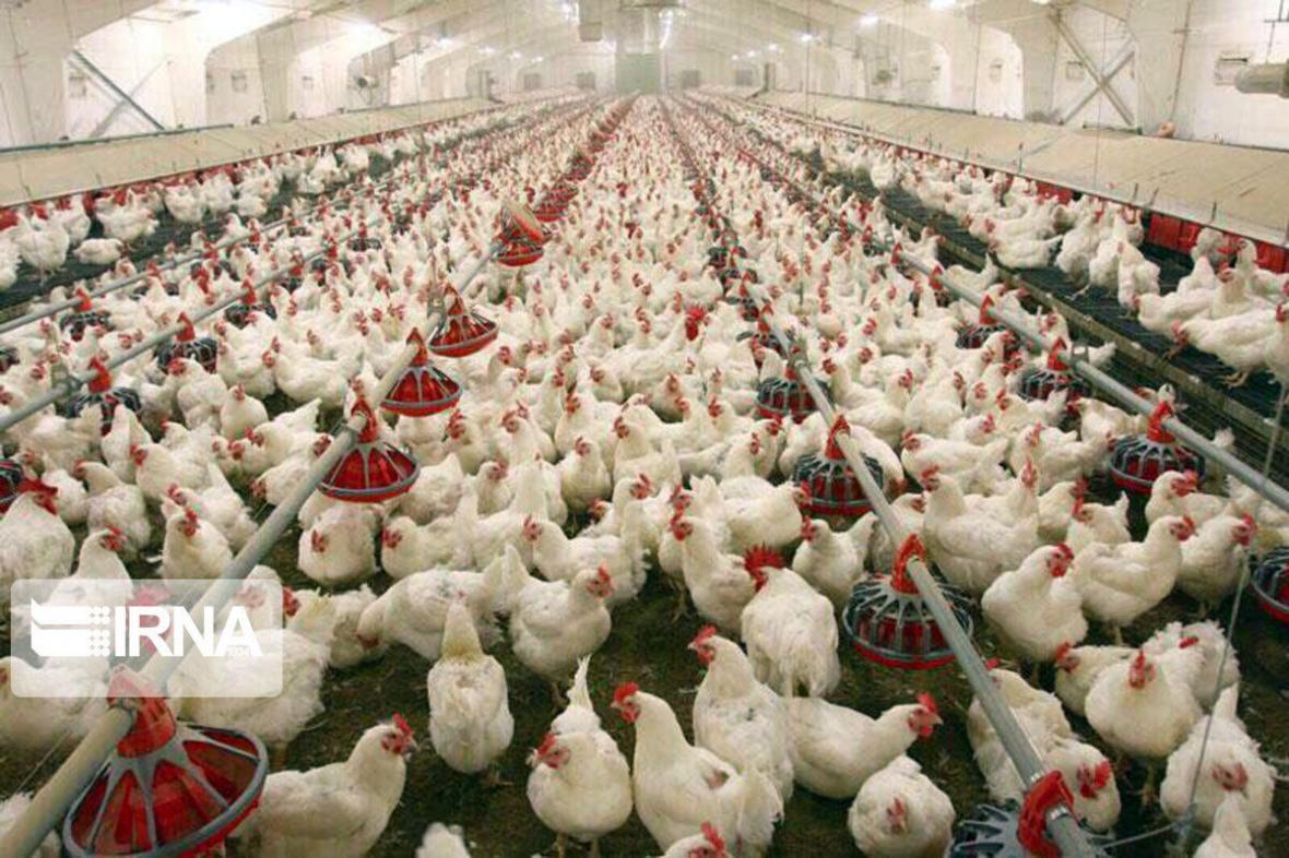خبرنگاران 250 تن گوشت مرغ در روانسر فراوری می گردد