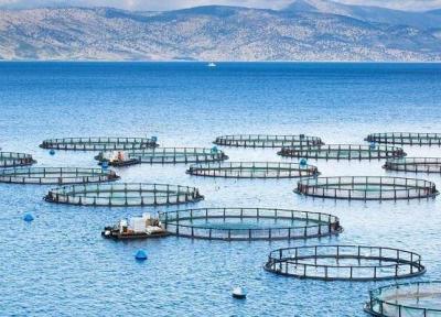 نخستین مزرعه بومی پرورش ماهی در دریا راه اندازی می شود