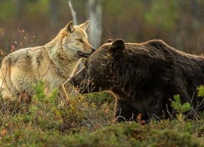 دوستی منحصر بفرد گرگ و خرس