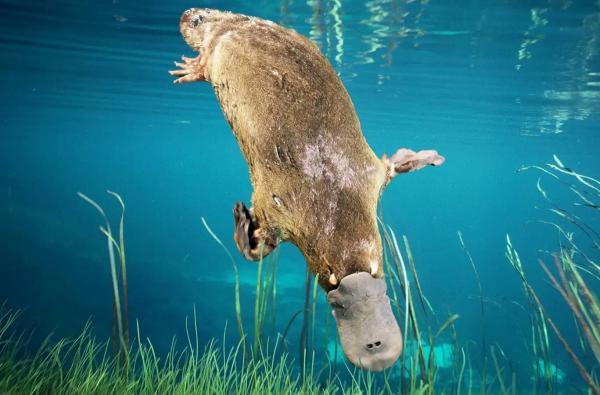 رازهای تکاملی پلاتیپوس؛ این پستاندار منقار دار چطور از دل تاریخ زمین بیرون آمد؟