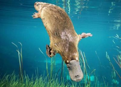 رازهای تکاملی پلاتیپوس؛ این پستاندار منقار دار چطور از دل تاریخ زمین بیرون آمد؟